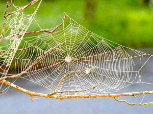 Spider Medicine: Weavers of Webs of Life