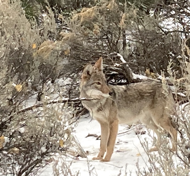 Sweetgrass & Coyote