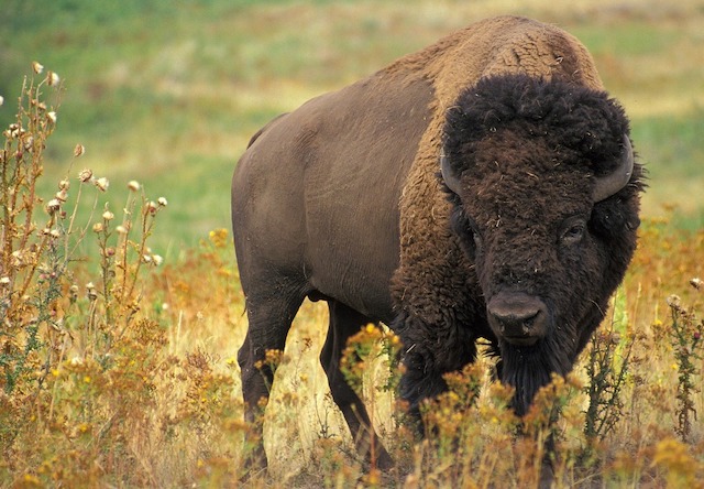 Buffalo Medicine from Throwing of the Bones Ceremony