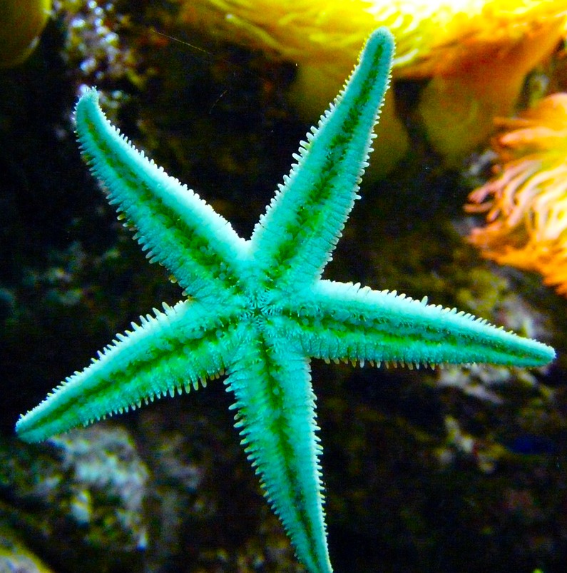 Starfish Medicine