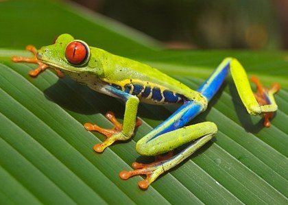 When Tree Frogs Sing