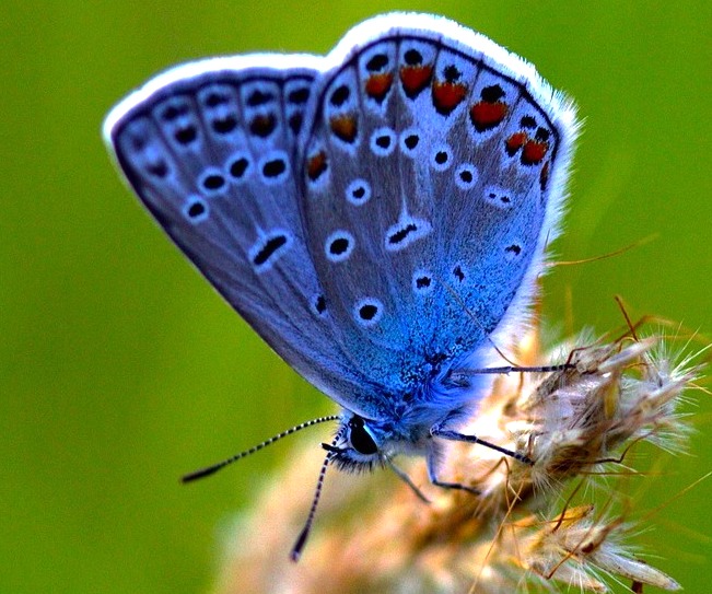 On the Wings of Butterfly