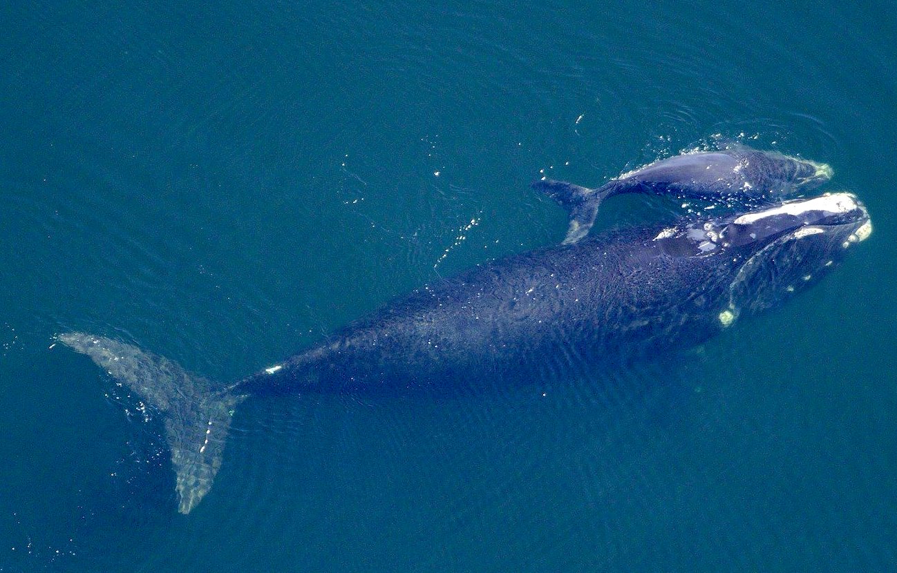 What Do Whales Want? (videos)