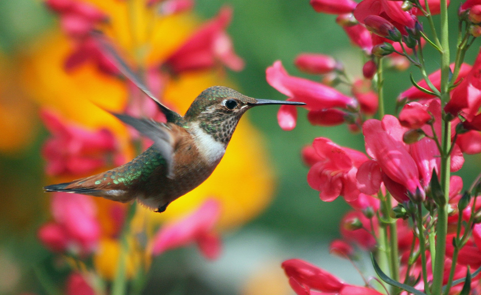 Hummingbird Medicine