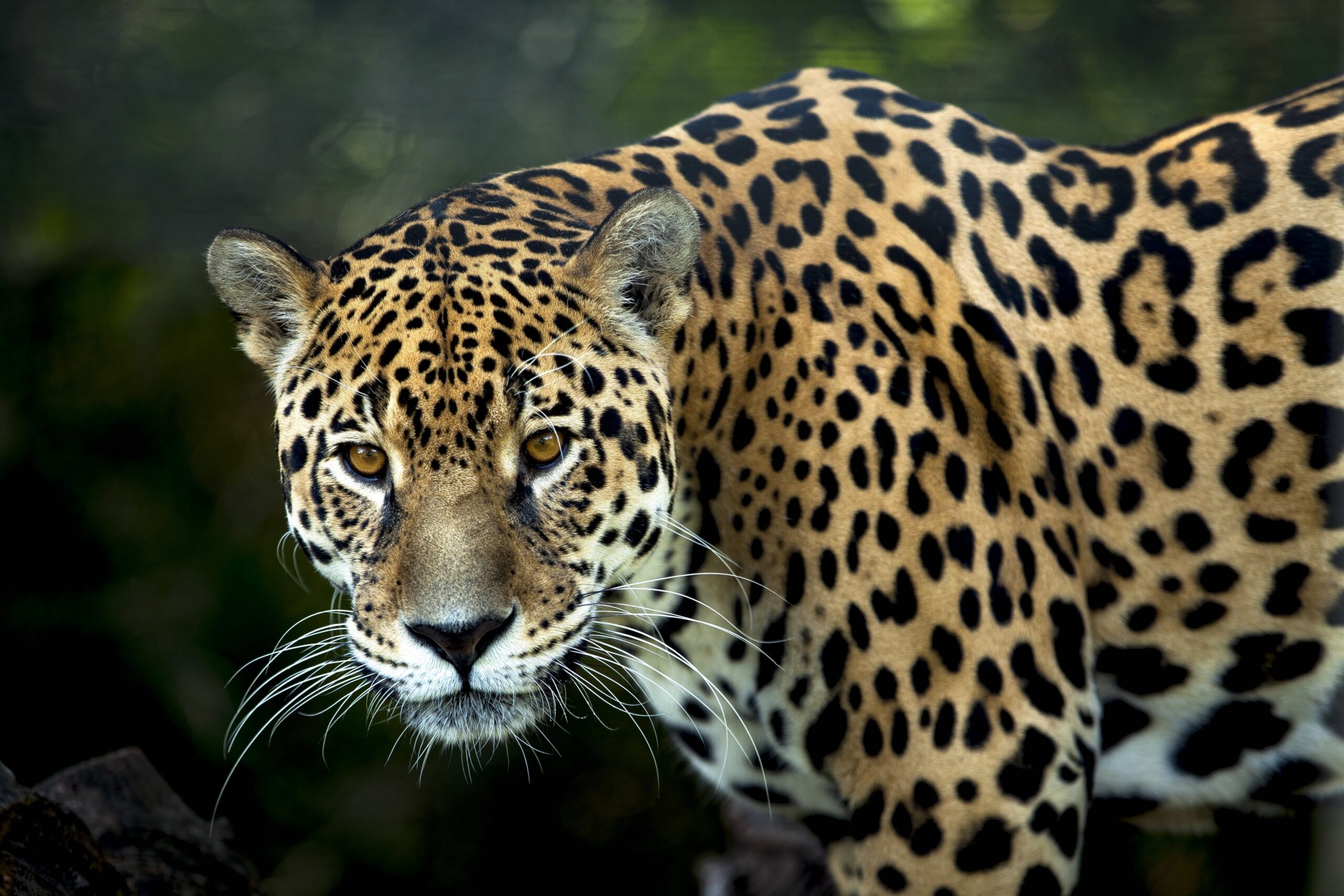 Comfort Zones: Jaguar Medicine