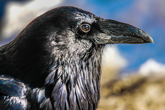 Walking Where Ravens Fly