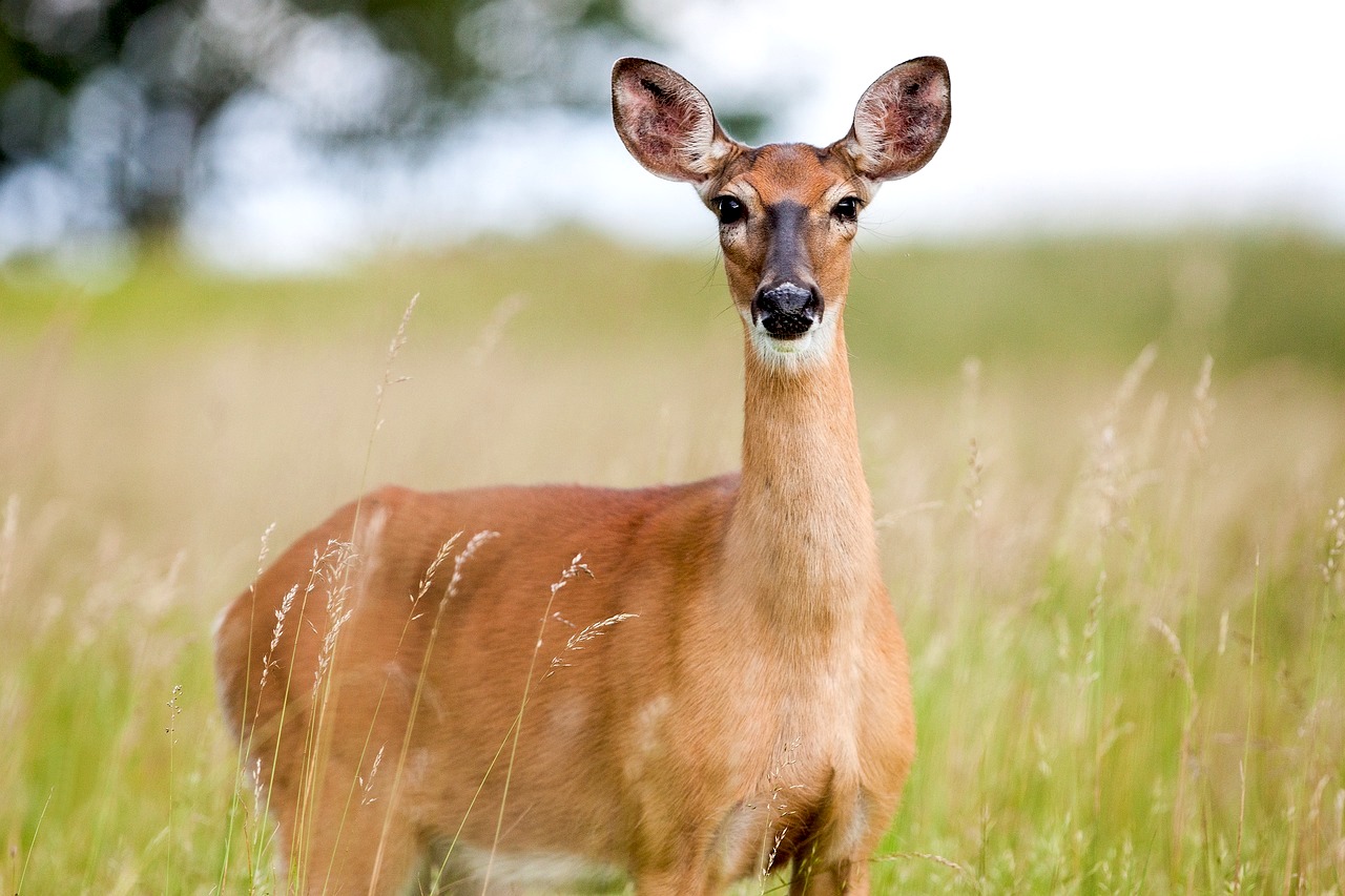 Deer Medicine