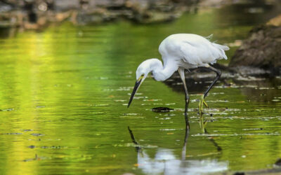 Touching Our Toes in Healing Waters