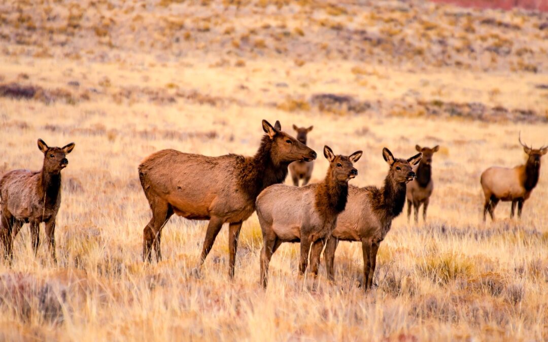 Elk Medicine: Calling Us into the Circle