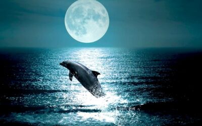 Leap