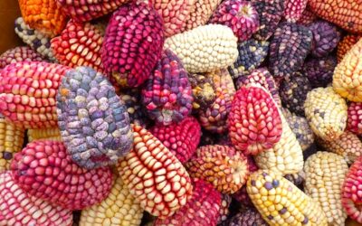 Grandmother Corn