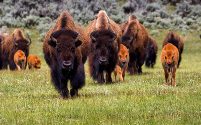 Buffalo Medicine