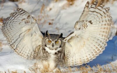 Great Horned Owl Medicine: Reclaim Your Inner Authority