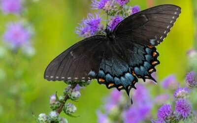 Butterfly Medicine