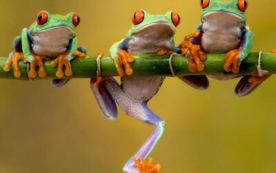 When Tree Frogs Sing