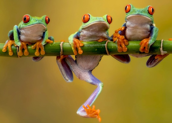 When Tree Frogs Sing