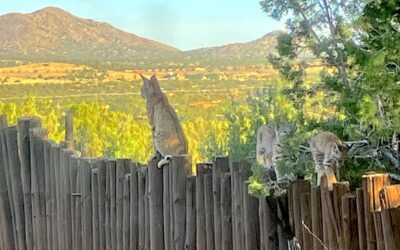 Bobcat Medicine: Love is the Blueprint for the Continuance of Life