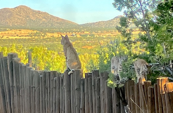 Bobcat Medicine: Love is the Blueprint for the Continuance of Life